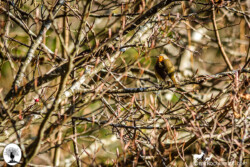 Pettirosso su albero nella Riserva Naturale Acquerino Cantagallo