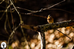 Pettirosso su ramo di albero