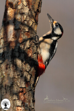 Picchio rosso su albero