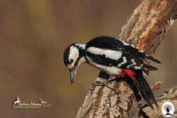 Picchio rosso maggiore nella Riserva Naturale Acquerino Cantagallo