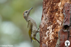 Picchio verde nella Riserva Naturale Acquerino Cantagallo
