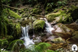 Piccola cascata nel fiume tra il verde del bosco