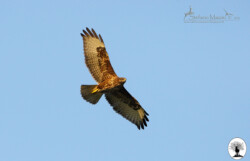 Poiana in volo nella Riserva Naturale Acquerino Cantagallo