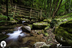 Ponticino di legno nella Riserva Naturale Acquerino Cantagallo
