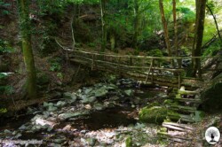 Ponticino di legno nel bosco