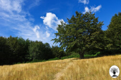 Rifugio Pacini prato albero