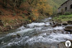 Fiume in autunno nella Riserva Naturale Acquerino Cantagallo