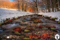 Fiume della Riserva in inverno con foglie