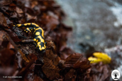 Salamandra pezzata su foglie bagnate