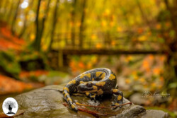 Salamandra pezzata su roccia sfondo ponticino