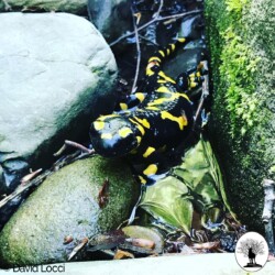 Salamandra pezzata su sassi