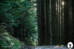 Sentiero con alberi alti che coprono sole