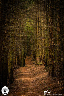 Sentiero delimitato da file di alberi