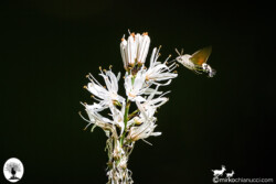Sfinge colibrì su fiore