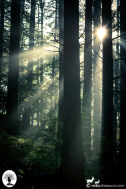 Sole tra alberi al mattino