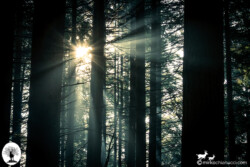 Sole in mezzo agli alberi nel bosco al mattino