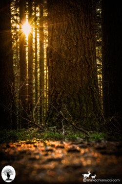 Sole tra alberi con tronco di albero