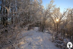 Sole tra i rami degli alberi con neve