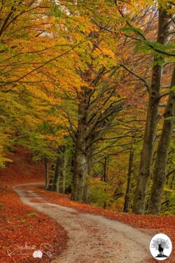 Strada con foglie cadute in autunno