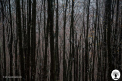 Tronchi alberi autunno
