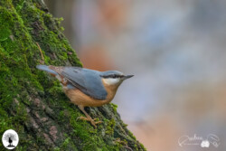 Uccellino su tronco di albero