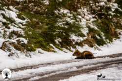 Volpe seduta sulla neve