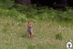 Volpe seduta su prato nella Riserva Naturale Acquerino Cantagallo